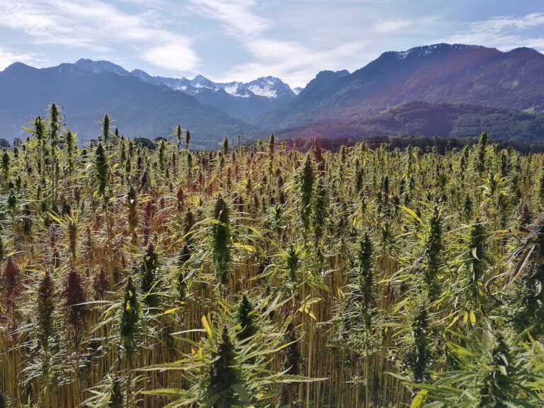 hemp-field-3661214_1280